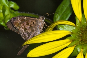 Leon_EKP_2016_06_21 - Skipper, Dorantes Longtail -s