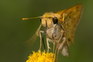 Skipper, Fiery (M) Front 