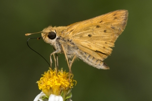 Skipper, Fiery (M) 