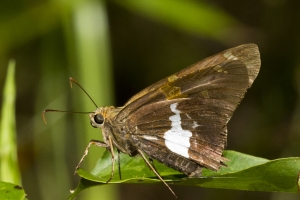Silver-Spotted *