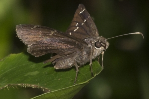 Leon_EKP_2016_06_23 - Cloudywing, Northern-s