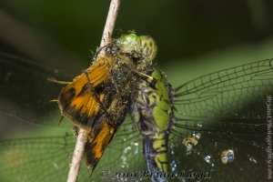 Dragonfly eating Fiery Skipper 