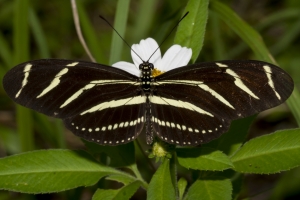 Leon_EKP_2016_06_23 - Heliconian, Zebra (1)