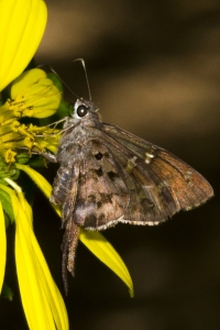 Leon_EKP_2016_06_23 - Skipper, Dorantes Longtail (2)-s