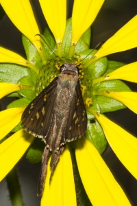 Leon_EKP_2016_06_23 - Skipper, Dorantes Longtail-s