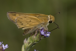 Skipper, Fiery