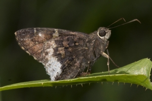 Leon_EKP_2016_06_23 - Skipper, Hoary Edge (2)-s