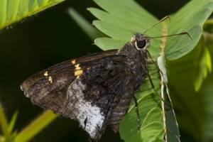 Leon_EKP_2016_06_23 - Skipper, Hoary Edge-s