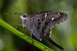 Leon_EKP_2016_06_23 - Skipper, Long-tailed-s