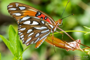 leon_ekp_2016_07_02-gulf-fritilliary