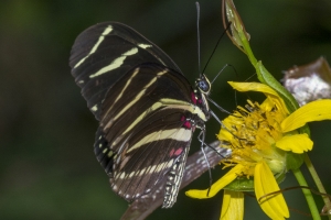 Leon_EKP_2016_07_02 - Heliconian, Zebra