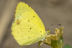 Little Yellow *