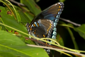 Leon_EKP_2016_07_02 - Red-spotted Purple-websized