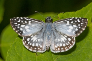 Leon_EKP_2016_07_02 - Skipper, Tropical Checkered