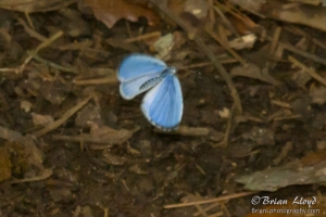 Leon_EKP_2016_07_04 - Azure, Summer (3)