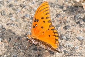 Leon_EKP_2016_07_04 - Fritilliary, Gulf