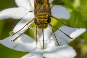 Zabulon 