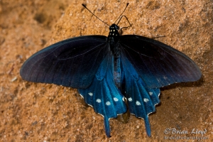 Leon_EKP_2016_07_04 - Swallowtail, Pipevine-cprte