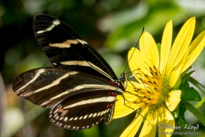 leon_ekp_2016_07_04-zebra-heliconian