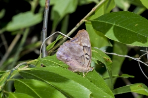 Leon_EKP_2017-05-03 - Emperor, Tawny