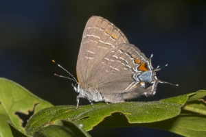 Leon_EKP_2017-05-03 - Hairstreak, Banded-web