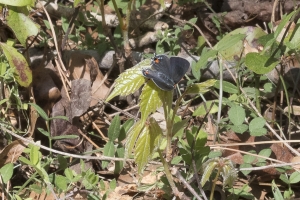 Leon_EKP_2017_03_06 - Hairstreak, Red-banded (1)-webpage