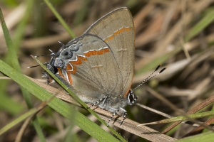 Leon_EKP_2017_03_06 - Hairstreak, Red-banded (2)-webpage
