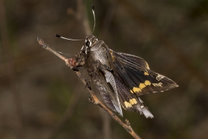 Giant Skippers *