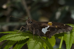 Leon_EKP_2017_03_07 - Skipper, Silver-spotted