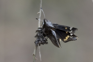 Leon_EKP_2017_03_07 - Skipper, Yucca (1)