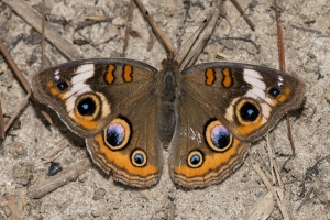 Common Buckeye *