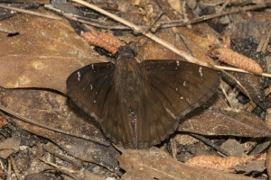Leon_EKP_2017_04_03 - Cloudywing, Northern (3)-Fullsized