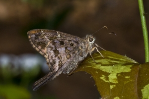 Dorantes Longtail *