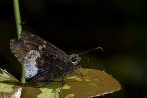 Leon_EKP_2017_04_13 - Skipper, Hoary Edge