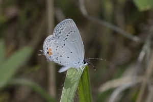 Leon_EKP_2017_04_21 - Eastern Tailed-Blue (1)