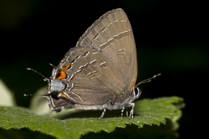 Leon_EKP_2017_04_23 - Hairstreak, Banded (16)-Fullsized-web