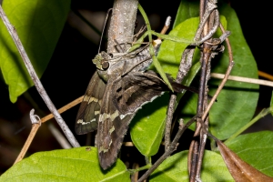Leon_EKP_2017_04_23 - Skipper, Long-tailed, ovipositing (1)