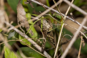 Leon_EKP_2017_04_23 - Skipper, Long-tailed, ovipositing (2)