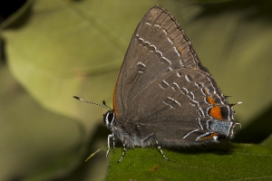Leon_EKP_2017_04_25 - Hairstreak, Banded (2)-web