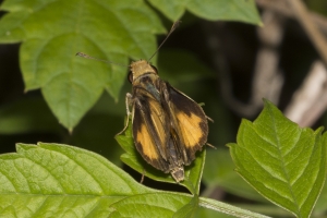 Skipper, Fiery