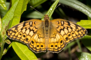 Leon_EKP_2017_04_29 - Fritillary, Variagated