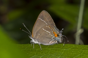 Leon_EKP_2017_04_29 - Hairstreak, S Oak (1)-webpage