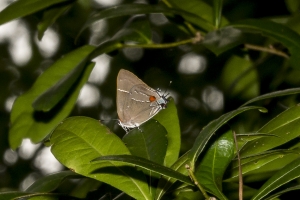 Leon_EKP_2017_04_29 - Hairstreak, White-M-webpage