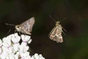 Leon_EKP_2017_04_29 - Skipper, Roadside-Skipper, Lace-winged (2)