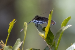Leon_EKP_2018_03_27 - Red-spotted Purple 1st of year-websized