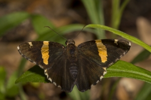Golden-banded *