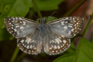 Leon_EKP_2018_06_29 - Checkered-Skipper, Tropical