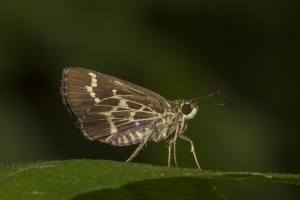 Leon_EKP_2018_06_29 - Roadside-Skipper, Lace-winged