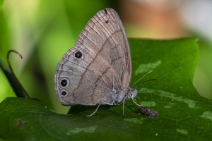 Leon_EKP_2019_04_11 - Satyr, Carolina (2)