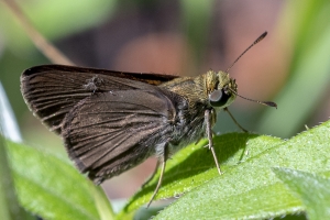 Leon_EKP_2019_04_11 - Skipper, Dun